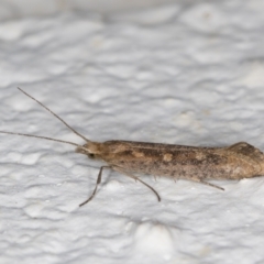 Plutella (genus) (Plutella Moths) at Melba, ACT - 28 Oct 2021 by kasiaaus