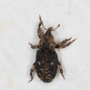 Achopera lachrymosa at Melba, ACT - 28 Oct 2021 07:25 PM