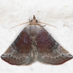 Mataeomera coccophaga (Brown Scale-moth) at Melba, ACT - 28 Oct 2021 by kasiaaus
