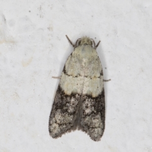 Tracholena sulfurosa at Melba, ACT - 28 Oct 2021 08:16 PM