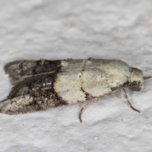 Tracholena sulfurosa at Melba, ACT - 28 Oct 2021 08:16 PM