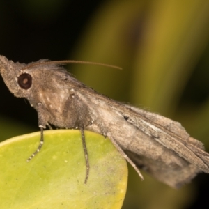 Rhapsa suscitatalis at Melba, ACT - 28 Oct 2021