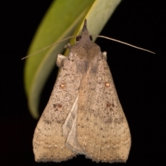 Rhapsa suscitatalis at Melba, ACT - 28 Oct 2021