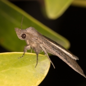 Rhapsa suscitatalis at Melba, ACT - 28 Oct 2021