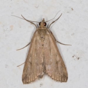 Achyra affinitalis at Melba, ACT - 28 Oct 2021 08:22 PM