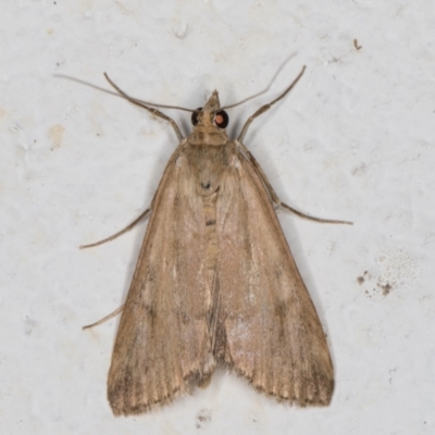 Achyra affinitalis (Cotton Web Spinner, Pyraustinae) at Melba, ACT - 28 Oct 2021 by kasiaaus