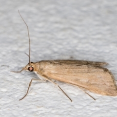 Achyra affinitalis at Melba, ACT - 28 Oct 2021 08:22 PM