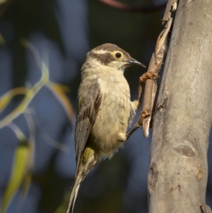 Melithreptus brevirostris at Tennent, ACT - 2 Jan 2022 06:19 AM