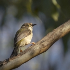 Melithreptus brevirostris at Tennent, ACT - 2 Jan 2022 06:19 AM