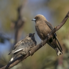 Artamus cyanopterus cyanopterus (Dusky Woodswallow) at Tennent, ACT - 1 Jan 2022 by trevsci