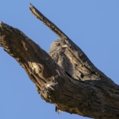 Artamus cyanopterus at Tennent, ACT - 2 Jan 2022