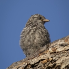 Artamus cyanopterus at Tennent, ACT - 2 Jan 2022