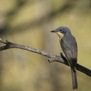 Myiagra rubecula at Tennent, ACT - 2 Jan 2022