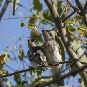 Myiagra rubecula at Tennent, ACT - 2 Jan 2022