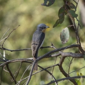 Myiagra rubecula at Tennent, ACT - 2 Jan 2022