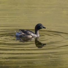Tachybaptus novaehollandiae (Australasian Grebe) at Tennent, ACT - 2 Jan 2022 by trevsci