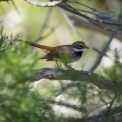 Rhipidura rufifrons (Rufous Fantail) at Tennent, ACT - 1 Jan 2022 by trevsci