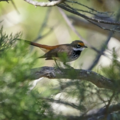Rhipidura rufifrons (Rufous Fantail) at Gigerline Nature Reserve - 1 Jan 2022 by trevsci