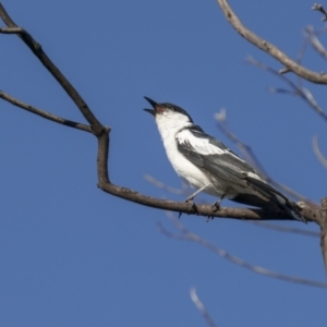 Lalage tricolor at Tennent, ACT - 2 Jan 2022 06:37 AM