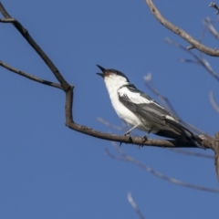 Lalage tricolor (White-winged Triller) at Tennent, ACT - 1 Jan 2022 by trevsci