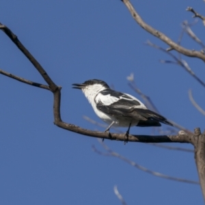 Lalage tricolor at Tennent, ACT - 2 Jan 2022 06:37 AM