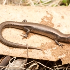 Carinascincus coventryi (Coventry’s Skink) at Cotter River, ACT - 2 Jan 2022 by BrianHerps