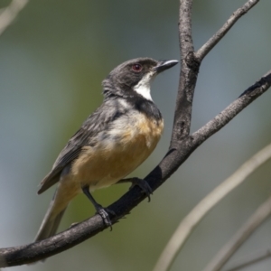 Pachycephala rufiventris at Tennent, ACT - 2 Jan 2022