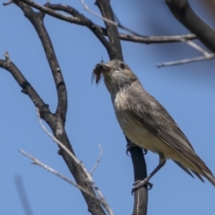 Pachycephala rufiventris at Tennent, ACT - 2 Jan 2022