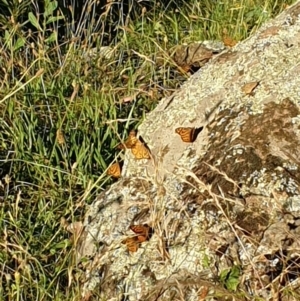 Heteronympha merope at Cook, ACT - 28 Dec 2021 07:10 PM