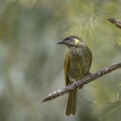 Meliphaga lewinii (Lewin's Honeyeater) at Gulaga National Park - 14 Dec 2021 by trevsci