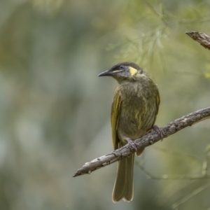 Meliphaga lewinii at Tilba Tilba, NSW - 14 Dec 2021