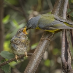 Eopsaltria australis (Eastern Yellow Robin) at Gulaga National Park - 14 Dec 2021 by trevsci