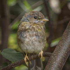 Eopsaltria australis at Central Tilba, NSW - 14 Dec 2021