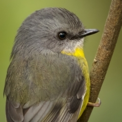 Eopsaltria australis at Central Tilba, NSW - 14 Dec 2021