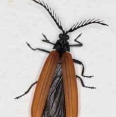 Porrostoma rhipidium (Long-nosed Lycid (Net-winged) beetle) at Melba, ACT - 28 Oct 2021 by kasiaaus