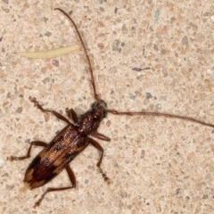 Phoracantha synonyma (Longhorn beetle) at Melba, ACT - 28 Oct 2021 by kasiaaus