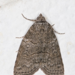 Calathusa sp nr dispila at Melba, ACT - 28 Oct 2021 10:31 PM