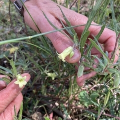 Billardiera scandens (Hairy Apple Berry) at QPRC LGA - 2 Jan 2022 by yellowboxwoodland