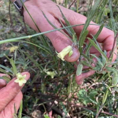 Billardiera scandens (Hairy Apple Berry) at Bungendore, NSW - 2 Jan 2022 by yellowboxwoodland