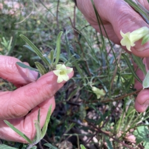 Billardiera scandens at Bungendore, NSW - 2 Jan 2022