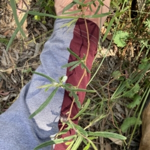 Billardiera scandens at Bungendore, NSW - 2 Jan 2022