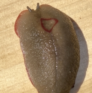 Triboniophorus graeffei (Red Triangle Slug) at Tinbeerwah, QLD by pgwalsh