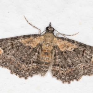 Pasiphilodes testulata at Melba, ACT - 28 Oct 2021