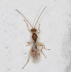 Unidentified Parasitic wasp (numerous families) (TBC) at Melba, ACT - 28 Oct 2021 by kasiaaus