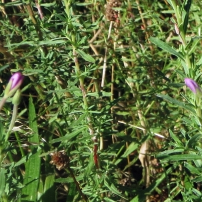 Epilobium billardiereanum subsp. cinereum (Hairy Willow Herb) at Hawker, ACT - 1 Jan 2022 by sangio7