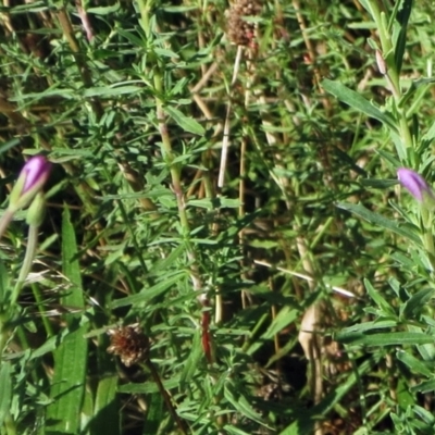 Epilobium billardiereanum subsp. cinereum (Variable Willow-herb) at The Pinnacle - 1 Jan 2022 by sangio7