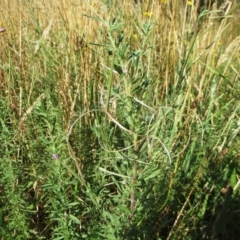 Epilobium billardiereanum subsp. cinereum at Hawker, ACT - 2 Jan 2022 09:20 AM