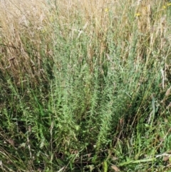 Epilobium billardiereanum subsp. cinereum at Hawker, ACT - 2 Jan 2022 09:20 AM