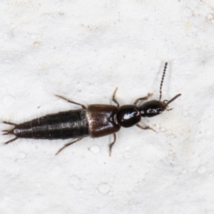 Thyreocephalus sp. (genus) at Melba, ACT - 28 Oct 2021 10:35 PM