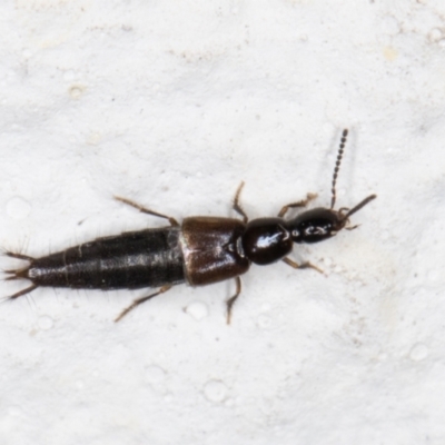 Thyreocephalus sp. (genus) (Rove beetle) at Melba, ACT - 28 Oct 2021 by kasiaaus